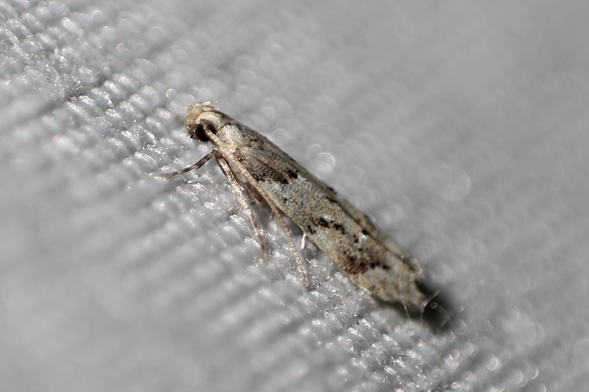 Coleotechnites piceaella - fenyőtű-borzasmoly