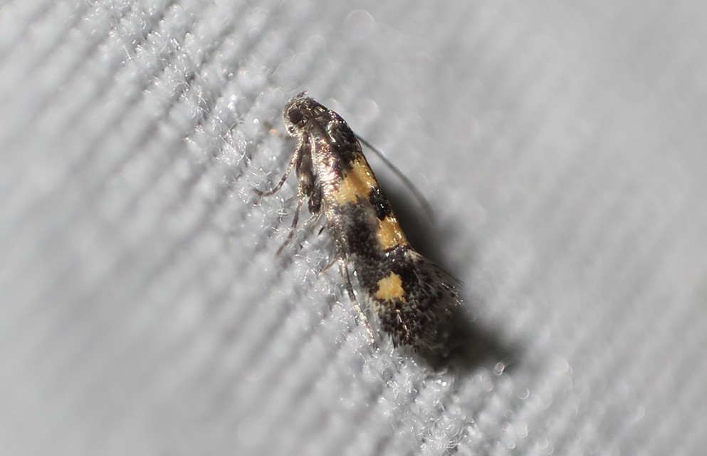 Chrysoesthia sexguttella - aranyfoltos sarlósmoly