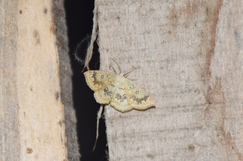Cyclophora annularia - gyűrűs pettyesaraszoló