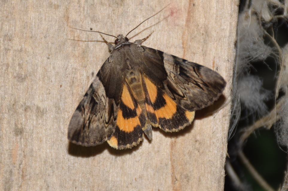 Catocala fulminea - galagonya-övesbagoly
