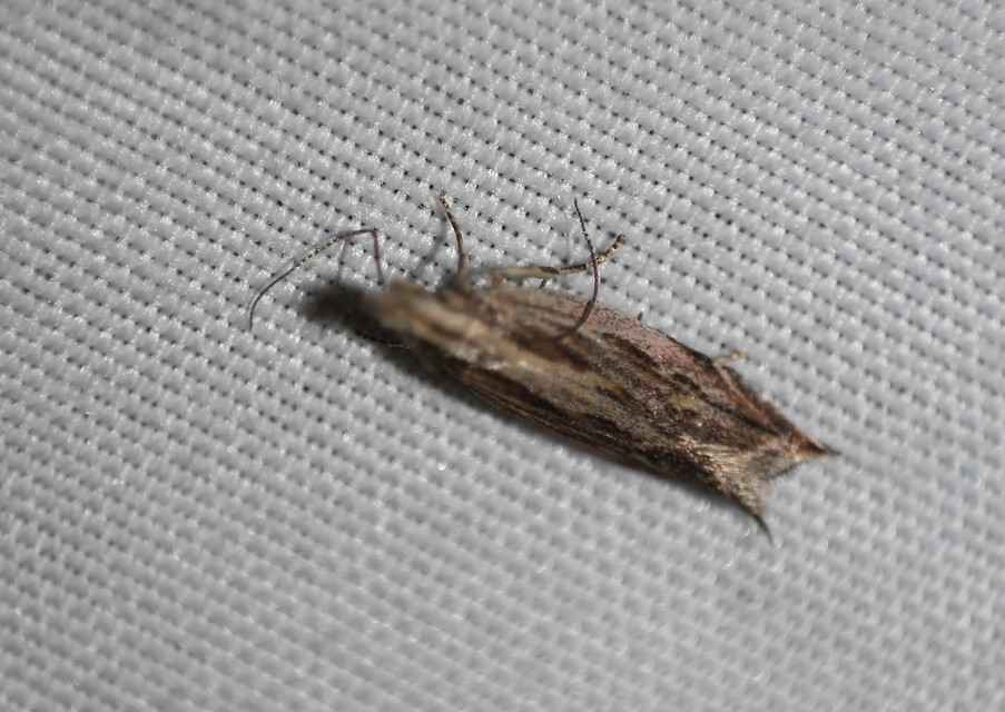 Gelechiidae - sarlósajkú-molylepkefélék