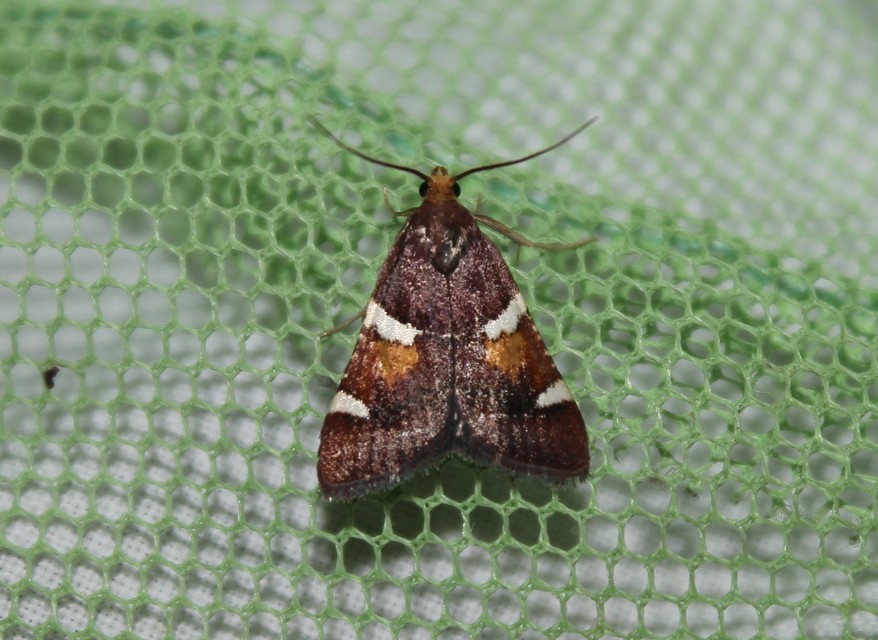 Pyralis regalis - pompás fényilonca