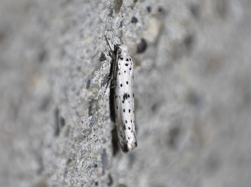 Yponomeuta plumbella - pókhálós bengemoly