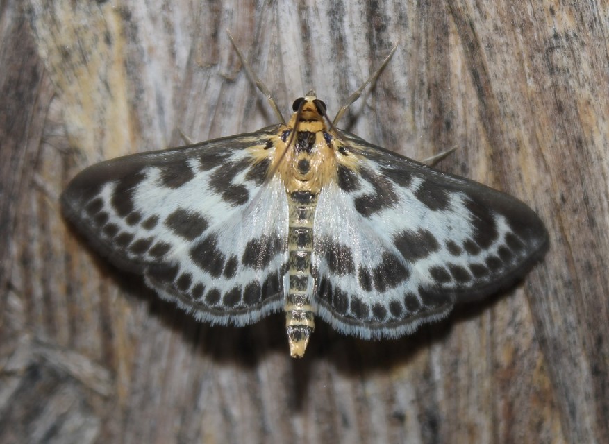 Anania hortulata - tarka csalánmoly