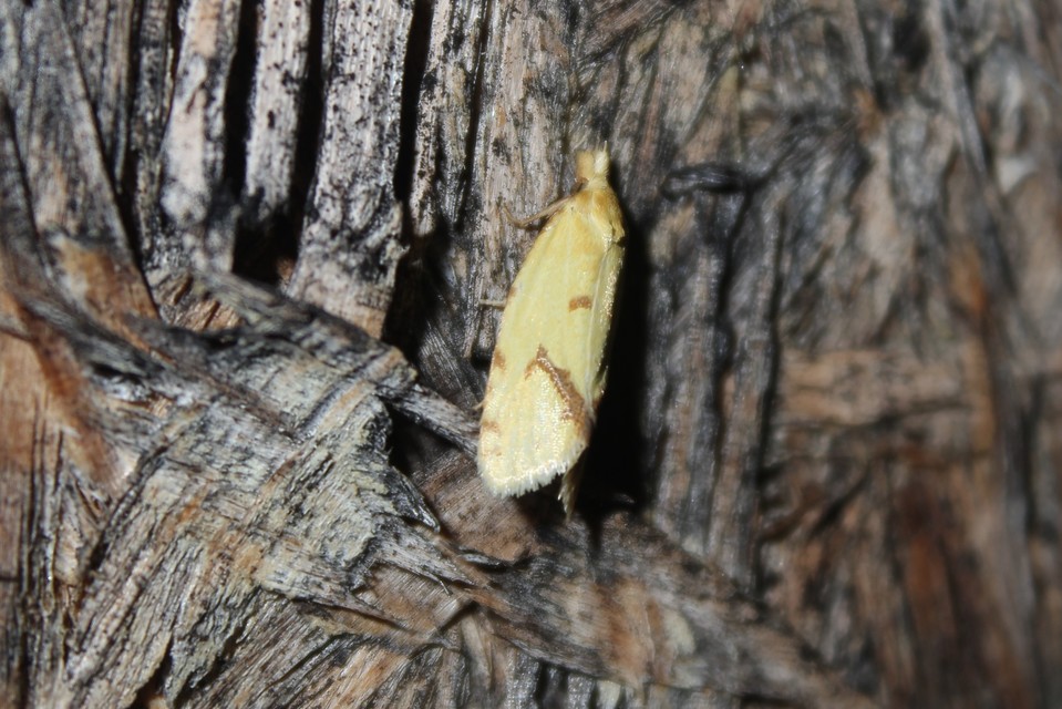 Agapeta hamana - közönséges sárgamoly