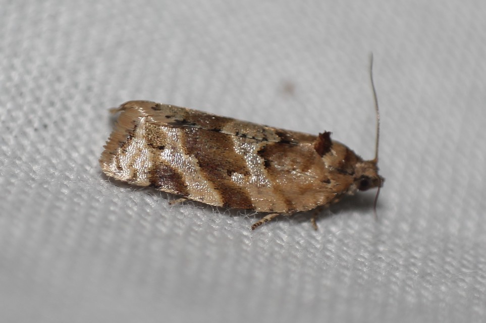 Argyrotaenia ljungiana - ékes sodrómoly