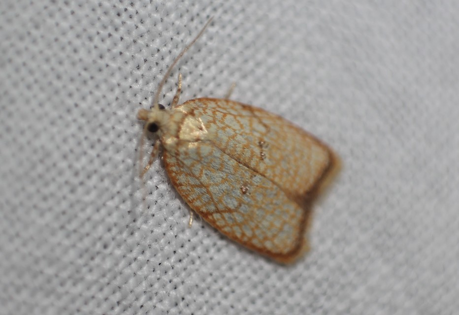 Acleris forsskaleana - juharos levélmoly