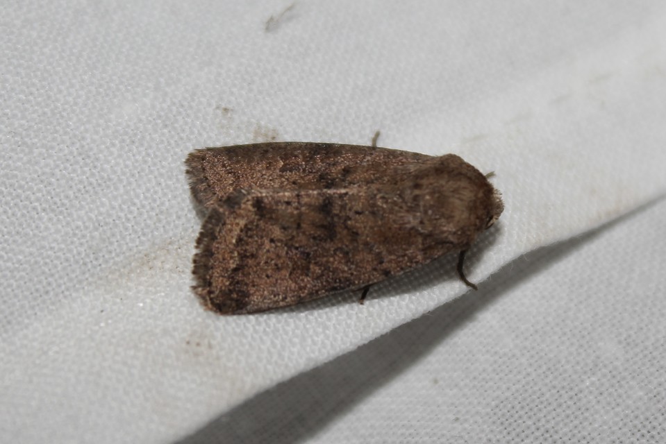 Hoplodrina