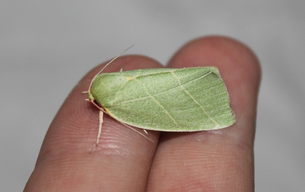 Bena bicolorana - tölgyfa-zöldbagoly