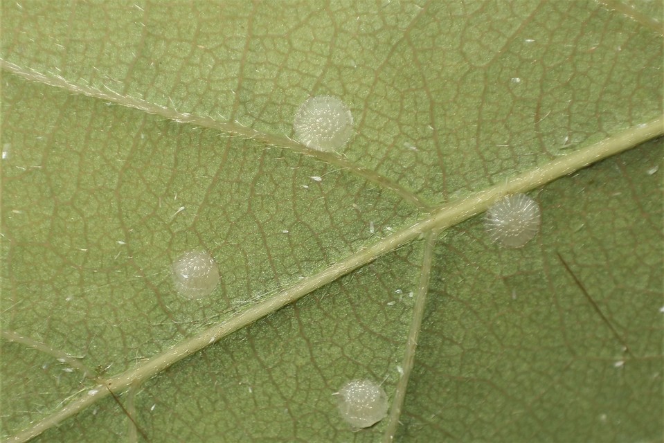 Bena bicolorana - tölgyfa-zöldbagoly