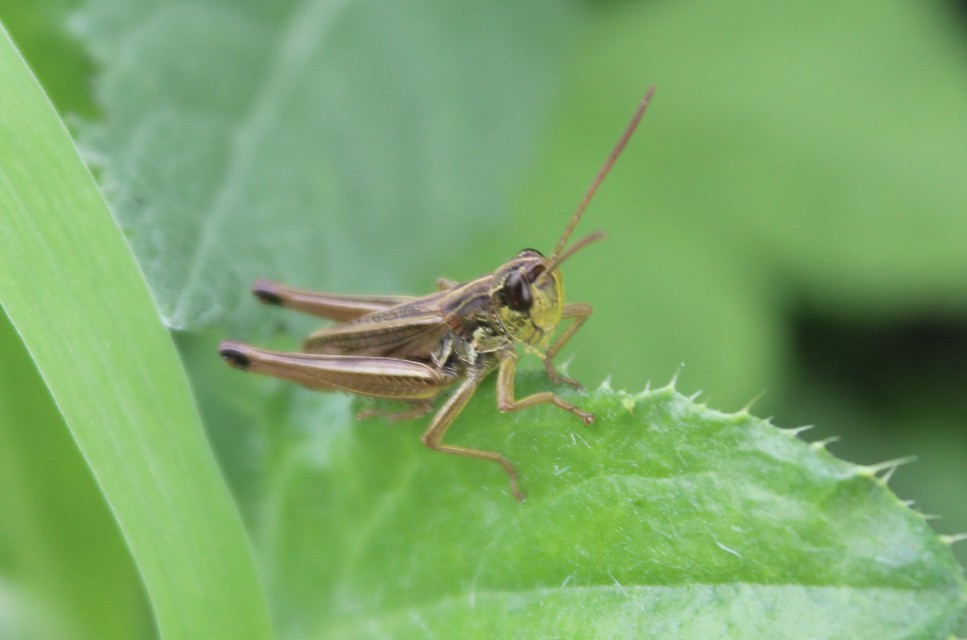 Pseudochorthippus parallelus - közönséges rétisáska
