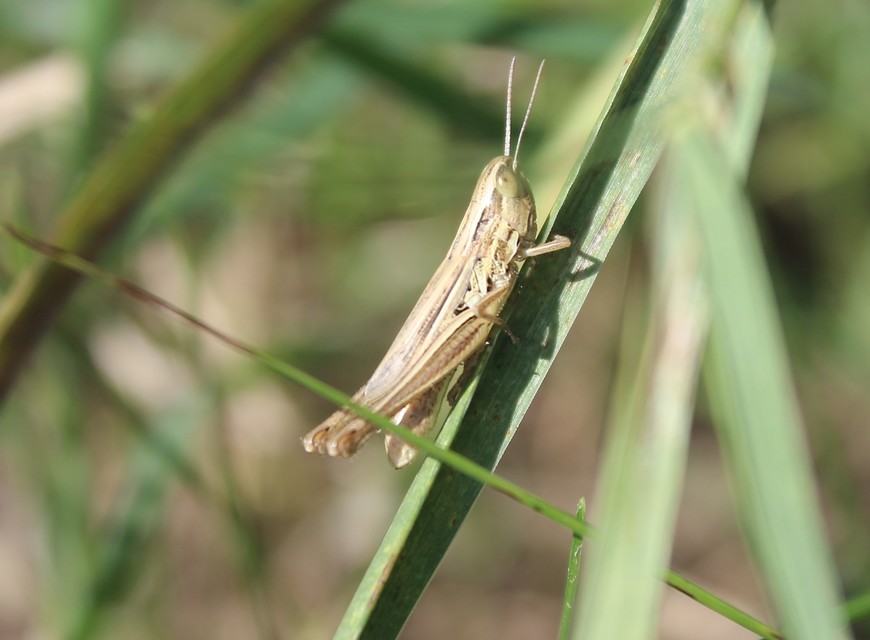 Euchorthippus declivus - rövidszárnyú rétisáska