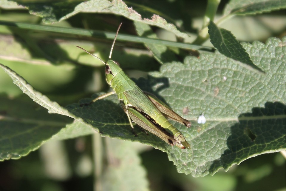 Pseudochorthippus parallelus - közönséges rétisáska