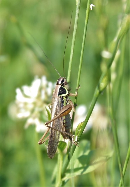 Roeseliana roeselii - Rösel-rétiszöcske
