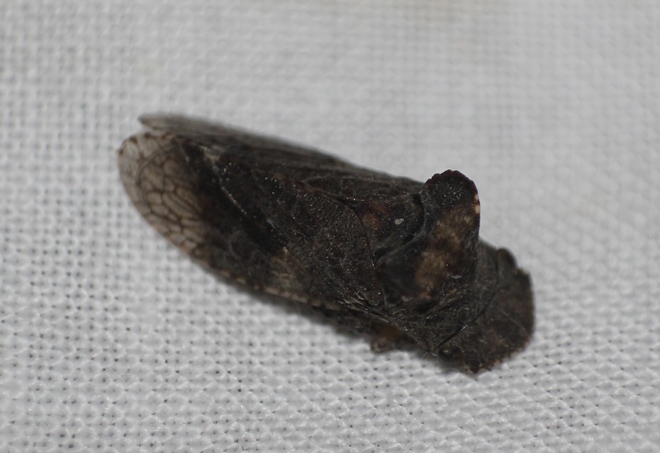 Ledra aurita - füleskabóca