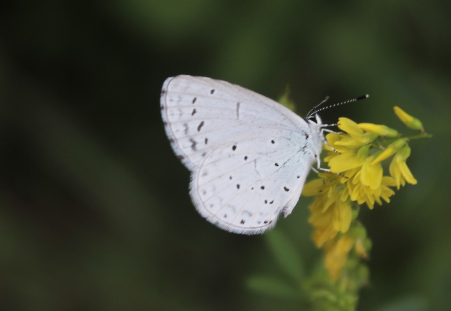 Celastrina argiolus - bengeboglárka