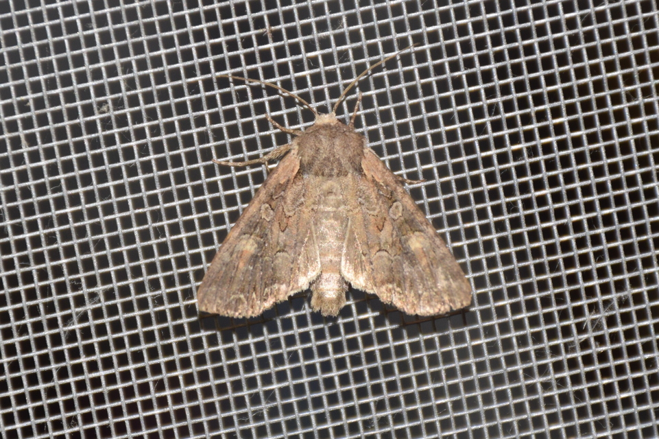 Lacanobia amurensis - homoki kertibagoly