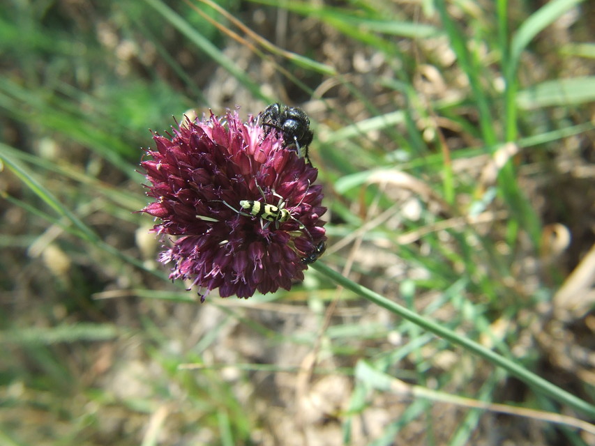 Chlorophorus varius - díszes darázscincér