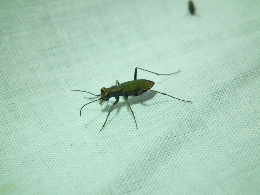 Cylindera germanica - parlagi homokfutrinka