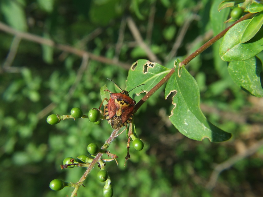 Carpocoris