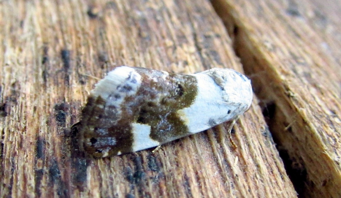 Acontia lucida - fehér nappalibagoly
