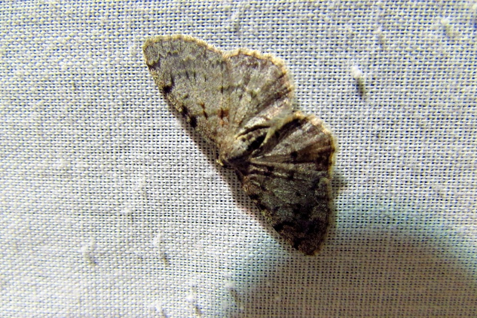 Aethalura punctulata - szürke égeraraszoló