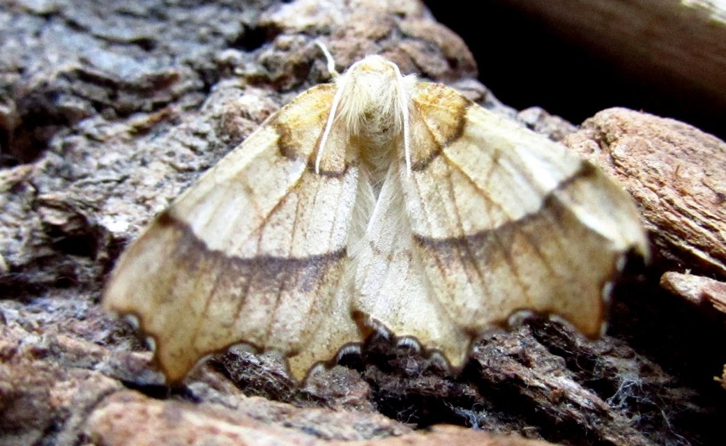 Ennomos quercinaria - tölgyfa-levélaraszoló