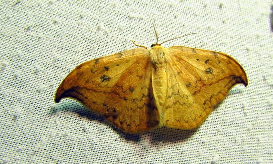 Drepana falcataria - nyárfa-sarlósszövő