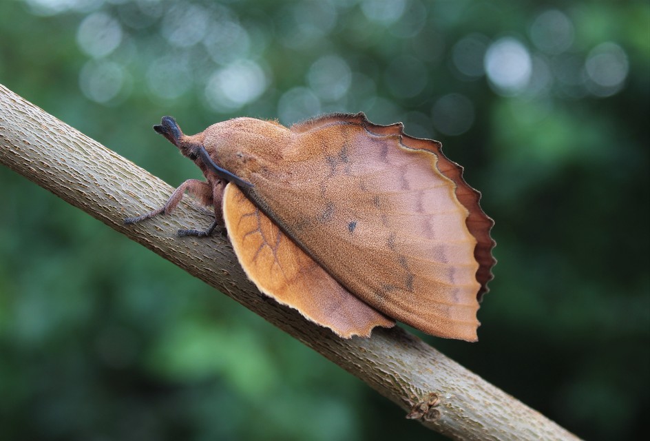 Gastropacha quercifolia - tölgylevélpohók