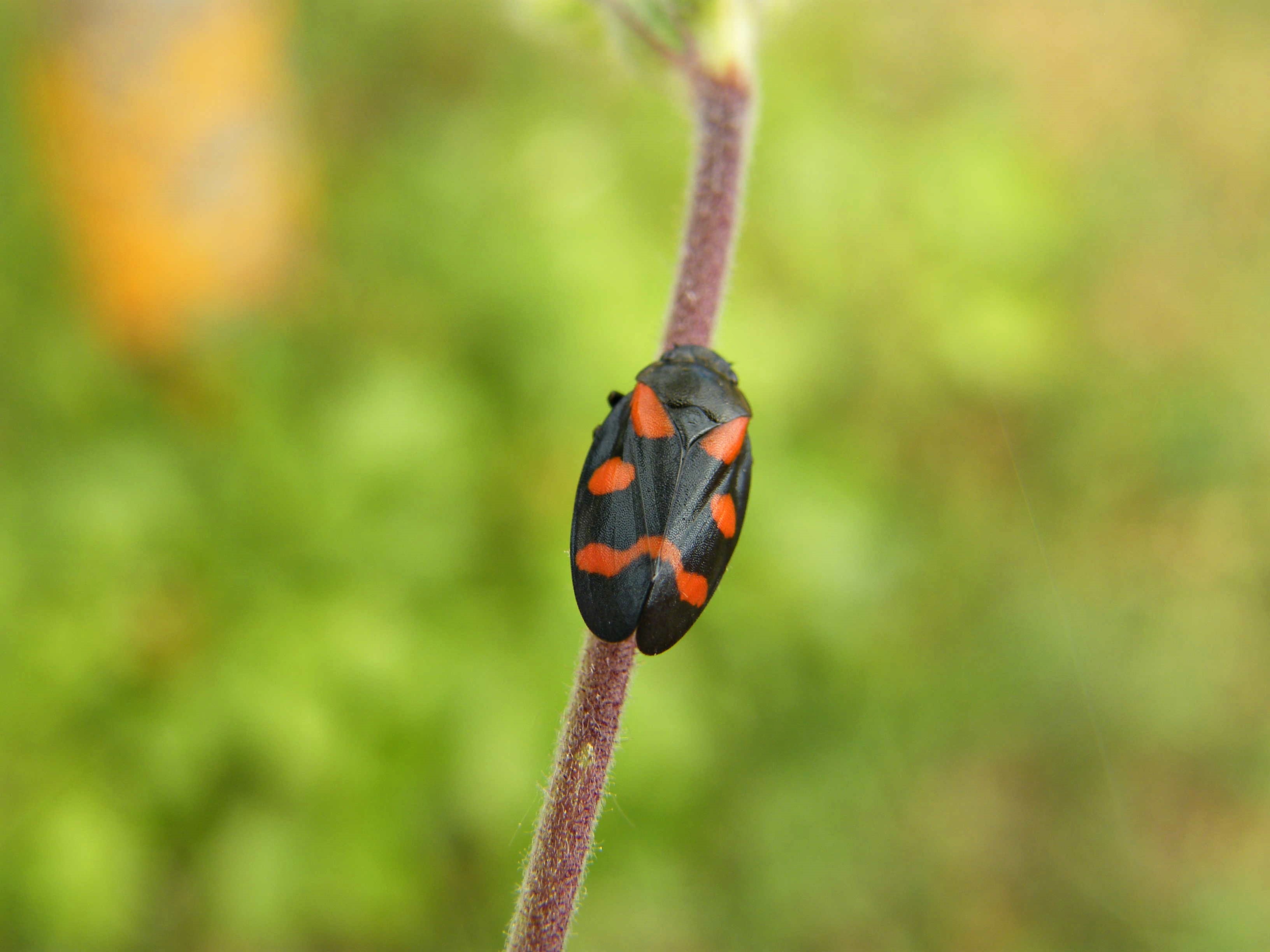 Cercopis sanguinolenta