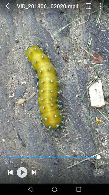 Saturnia pyri - nagy pávaszem