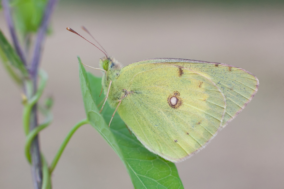 Colias erate - csángó-kéneslepke