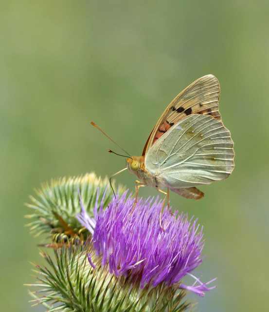 Argynnis pandora - zöldes gyöngyházlepke