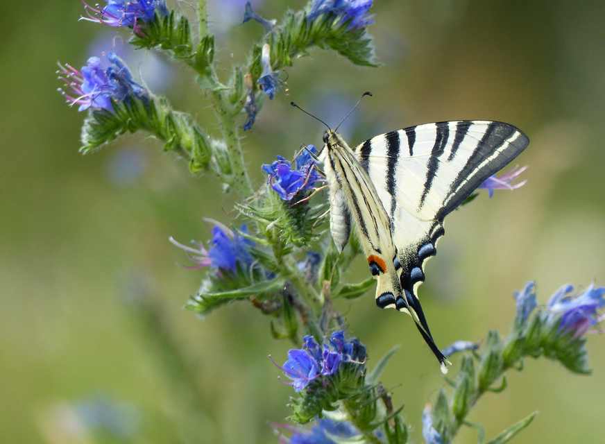 Iphiclides podalirius - kardoslepke
