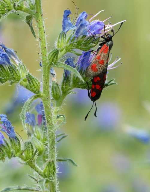 Zygaena loti - közönséges csüngőlepke