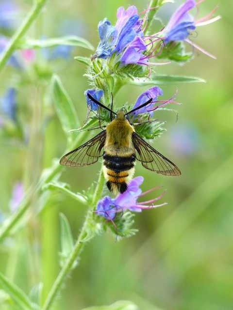 Hemaris tityus - pöszörszender