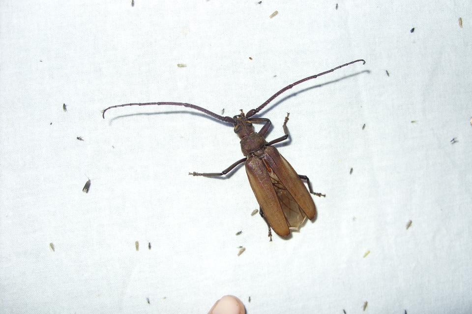 Aegosoma scabricorne - diófacincér