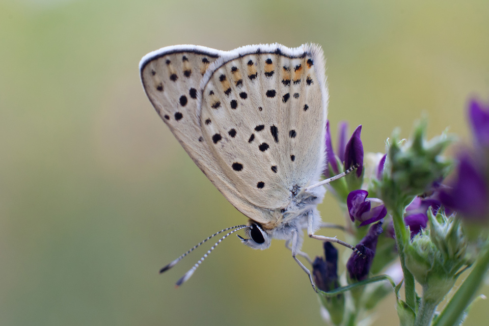 Lycaena tityrus - barna tűzlepke
