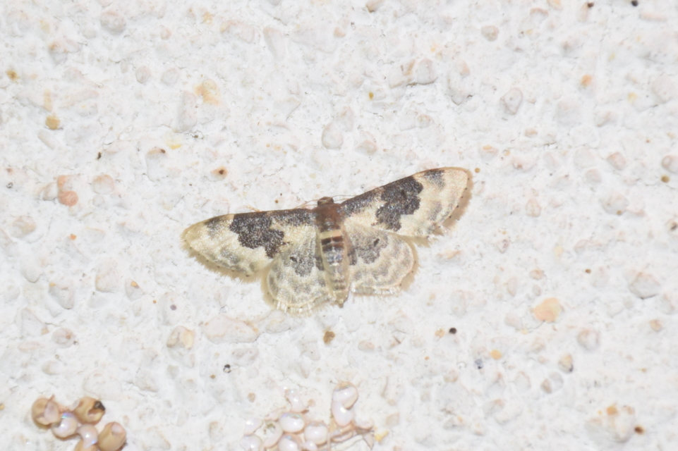 Idaea rusticata - tarka apróaraszoló