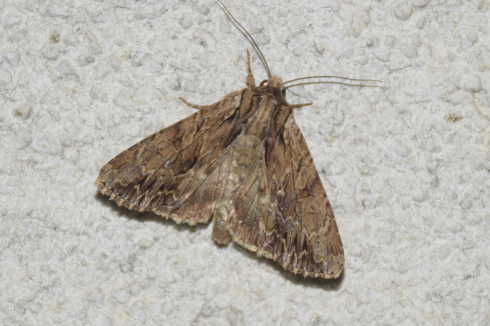 Apamea monoglypha - nagy dudvabagoly