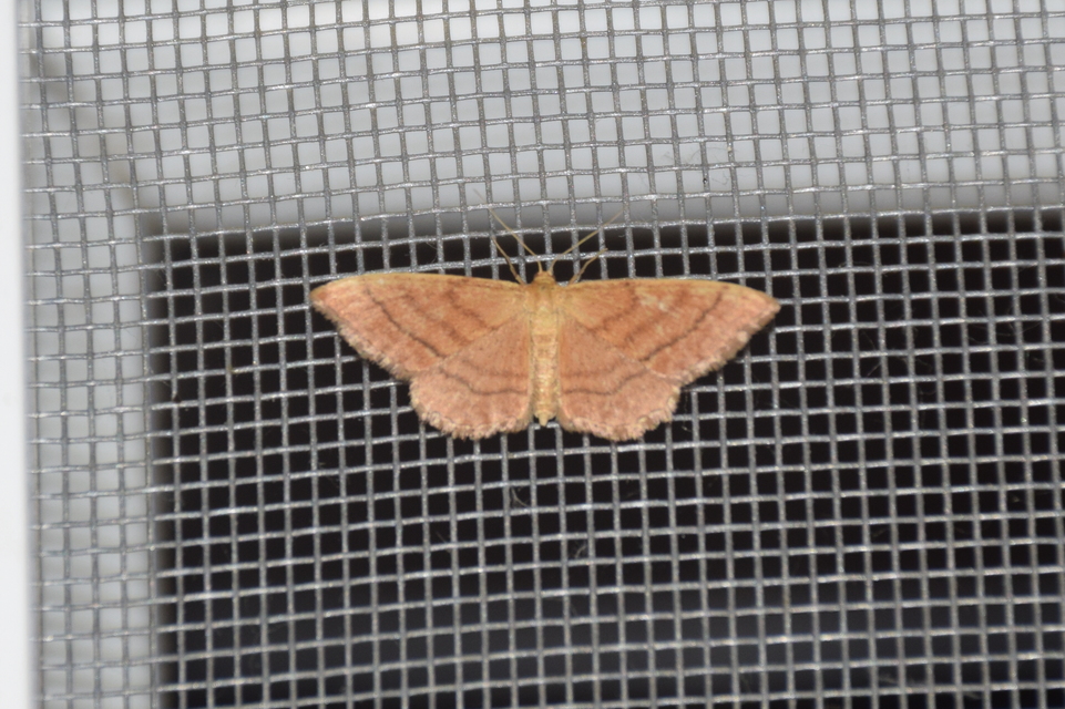 Idaea ochrata - okkerszínű sávosaraszoló