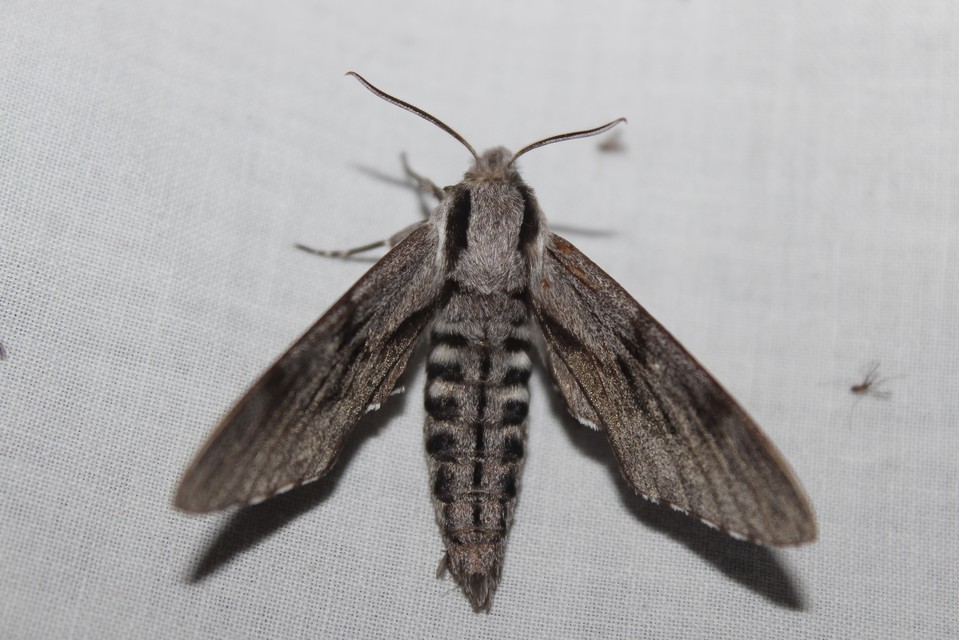 Hyloicus pinastri - fenyőszender