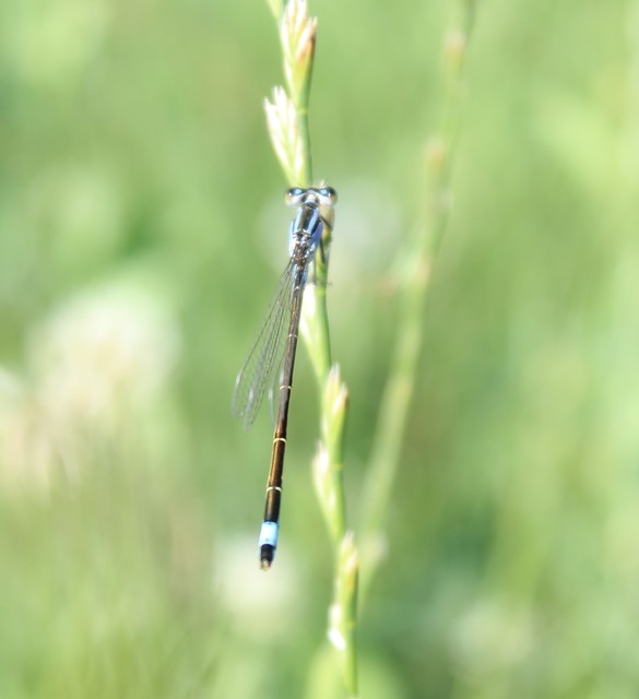 Ischnura elegans pontica - kéköves légivadász