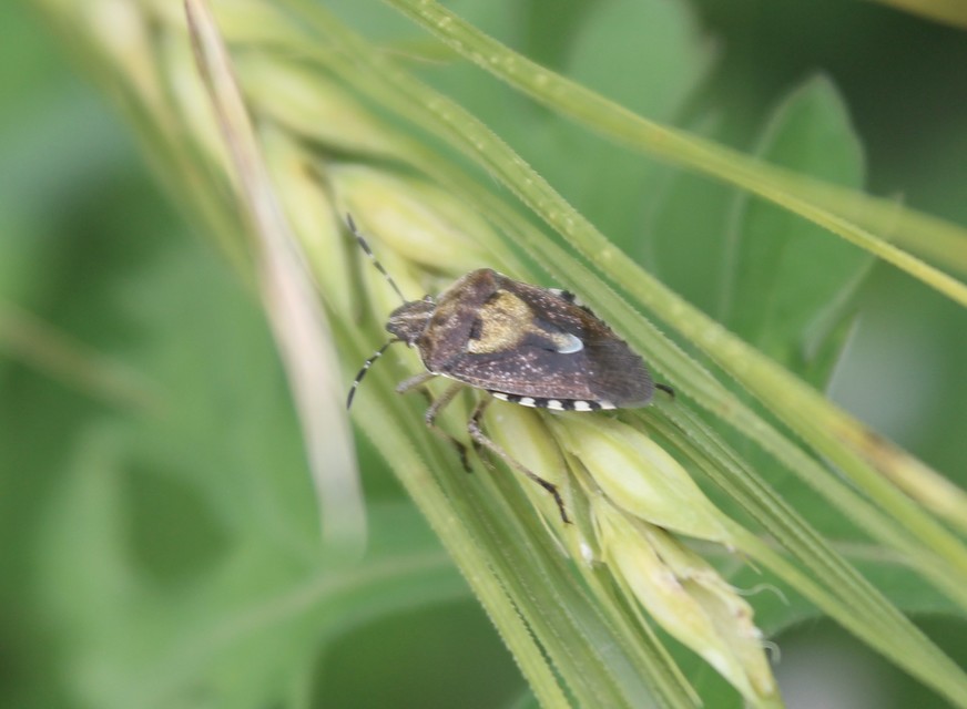 Dolycoris baccarum - közönséges bogyómászó-poloska Dolycoris baccarum - közönséges bogyómászó-poloska