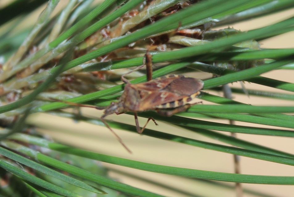 Leptoglossus occidentalis - nyugati levéllábú poloska