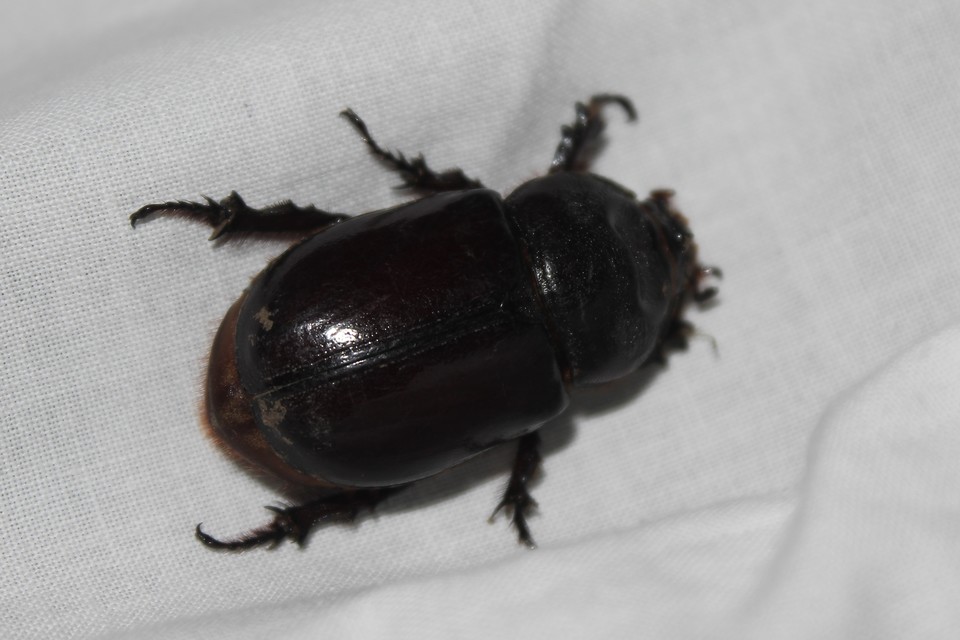Oryctes nasicornis - orrszarvú bogár