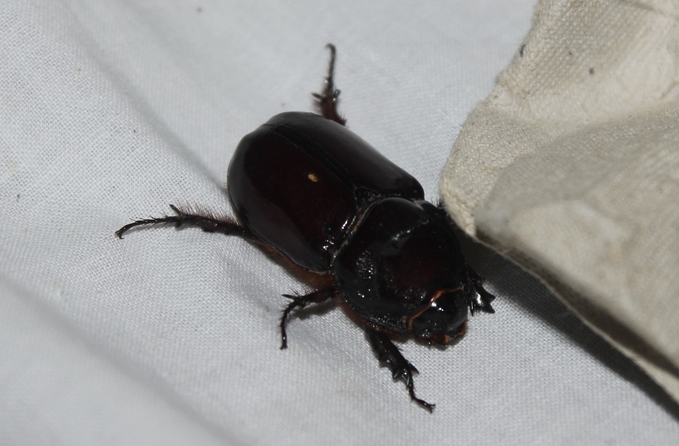 Oryctes nasicornis - orrszarvú bogár