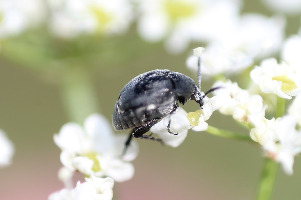 Spermophagus