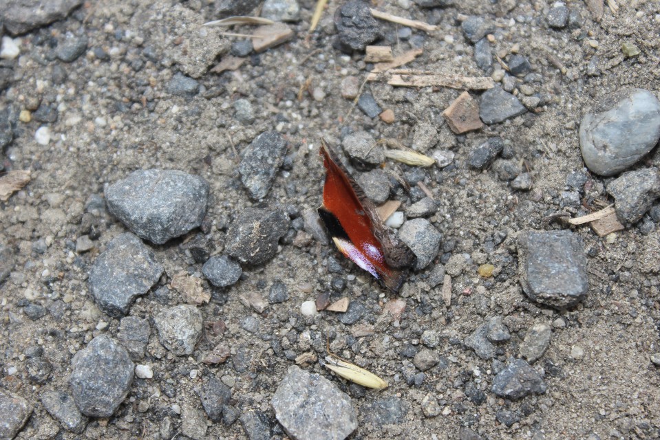 Nymphalis io - nappali pávaszem