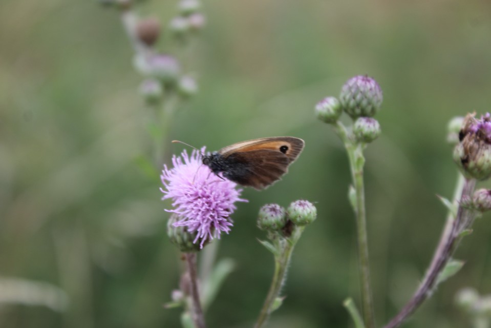 Coenonympha pamphilus - kis szénalepke